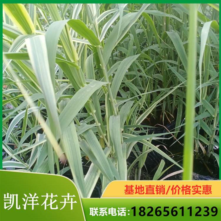 花叶芦竹小苗 批发花叶芦竹价格 凯洋基地直销