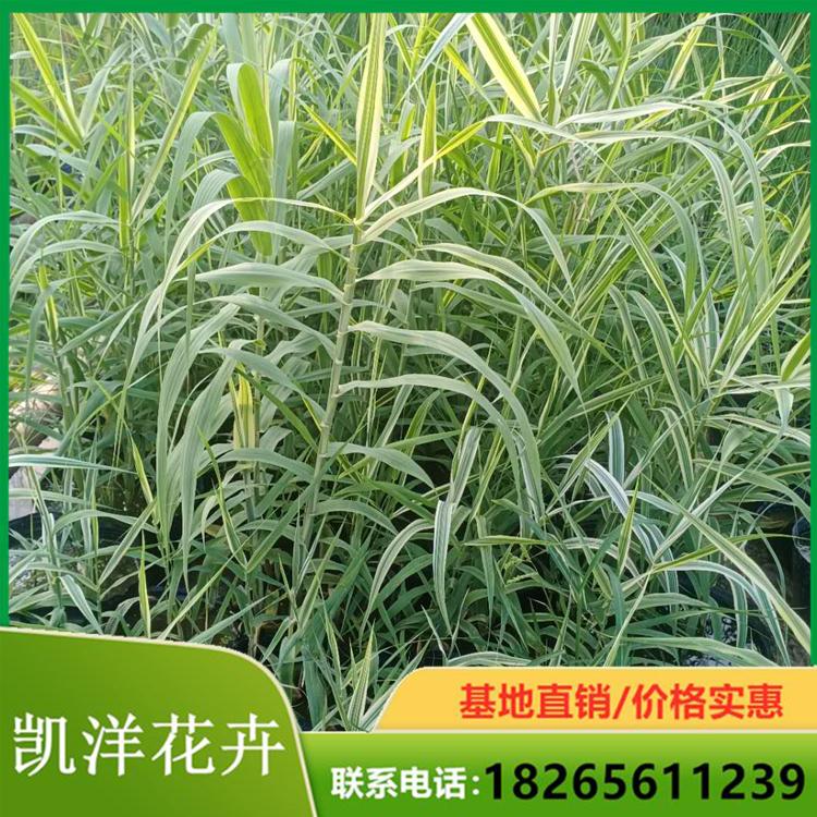 花叶芦竹基地 批发花叶芦竹价格 花叶芦竹品种