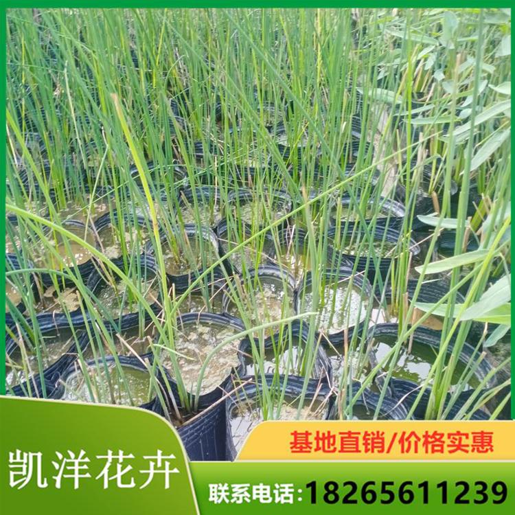 水葱杯苗 水葱批发商 凯洋基地种植水葱花苗