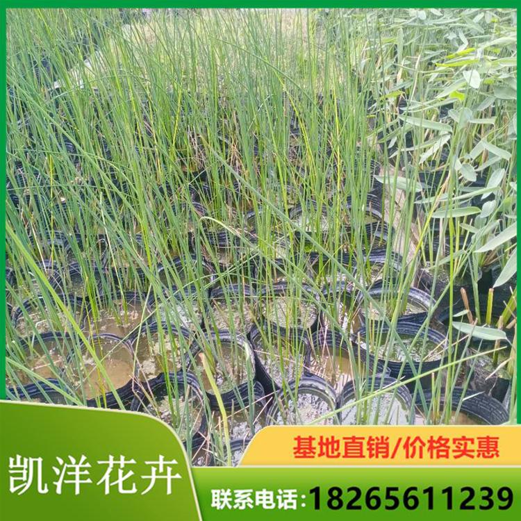 青州水葱行情 水葱批发商 水葱小皮桶苗