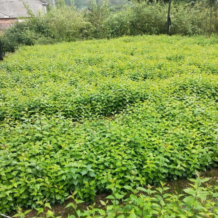 暴马丁香苗 暴马丁香小苗 暴马丁香苗木基地