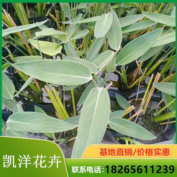 再力花基地 再力花花苗 多年生挺水植物