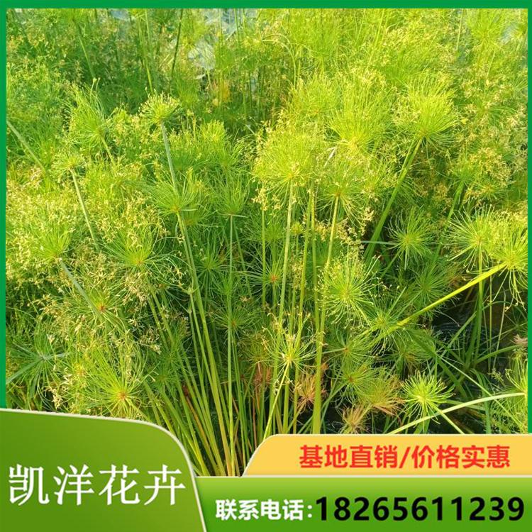 纸莎草杯基地 纸莎草绿化苗批发 青州纸莎草批发商