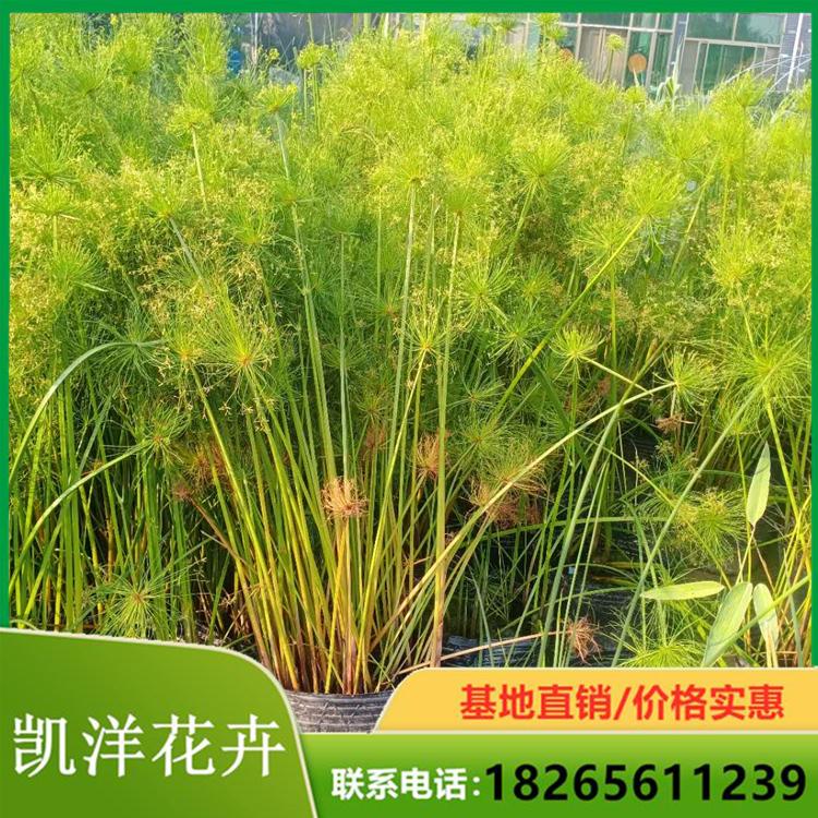 纸莎草大量有货 水生植物纸莎草价格 山东纸莎草基地