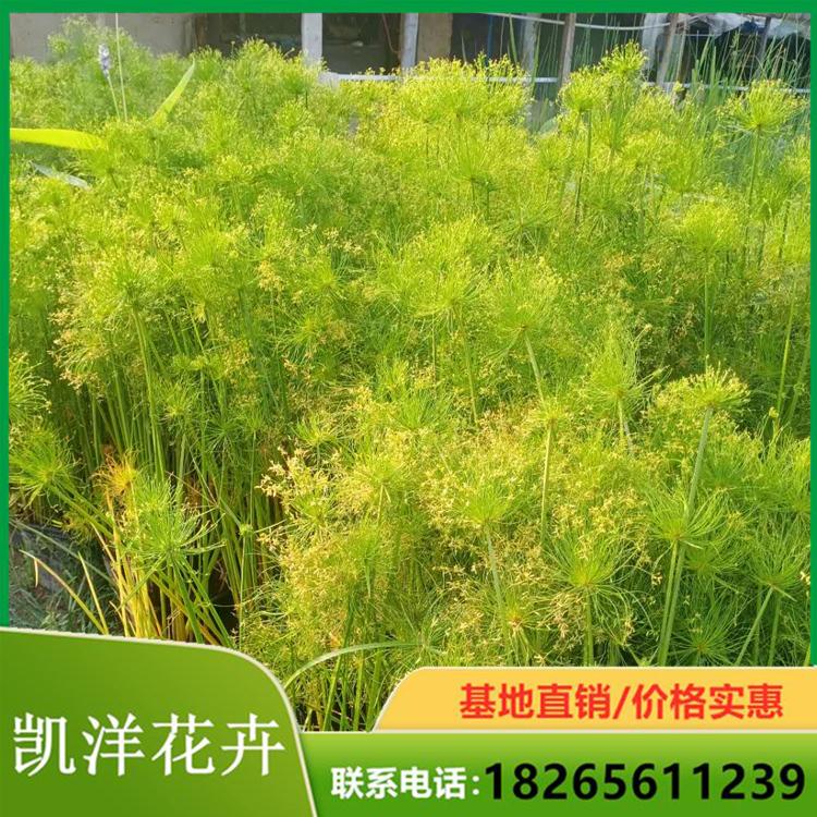 纸莎草价格 纸莎草小苗直销 凯洋纸莎草发货及时