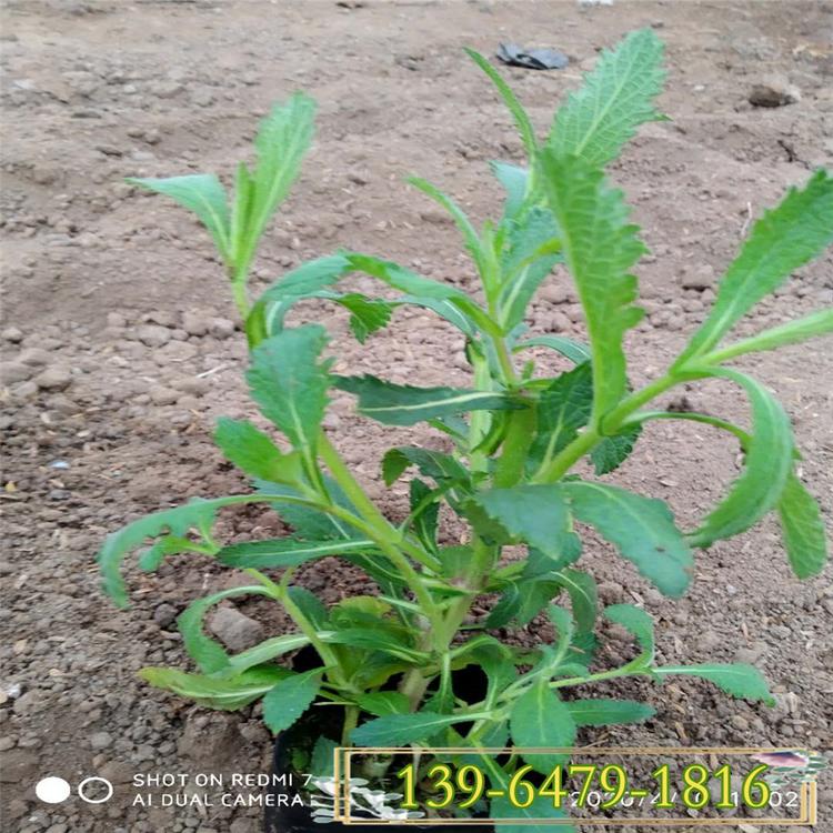 马鞭草种植基地在哪里 马鞭草花海工程设计制造 紫色花海