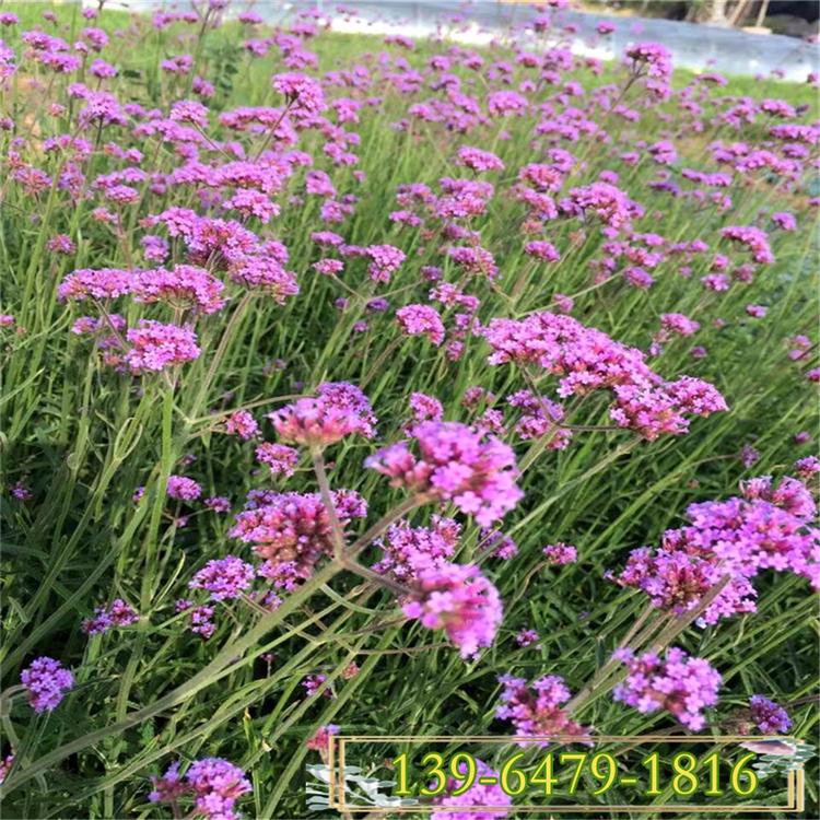 绿植马鞭草 花海景观5-11月开花 工程用草花植物 四季易种活