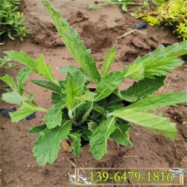 代替薰衣草的植物马鞭草 花期5-11月马鞭草大量供应  山东彩诺马鞭草种植