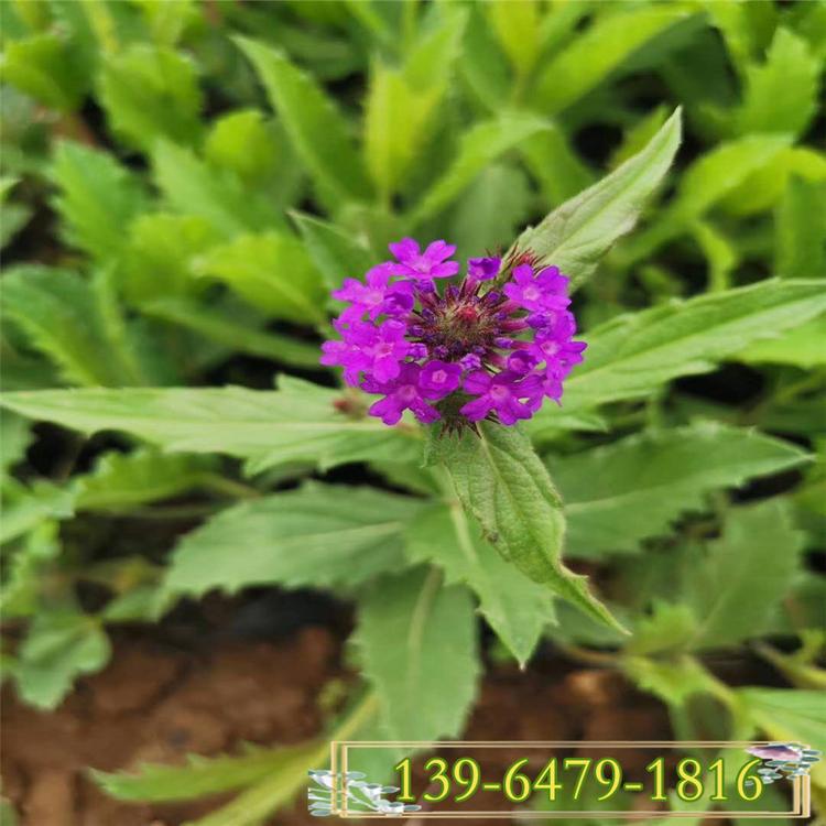 柳叶马鞭草 矮化桑托斯马鞭草 宿根花卉基地彩诺园艺