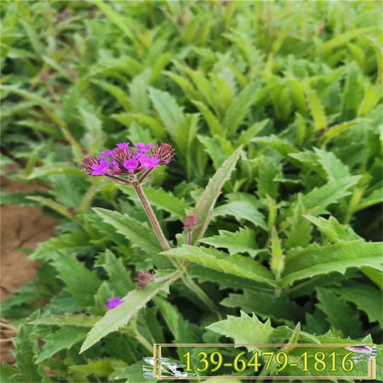 山东青州马鞭草营养杯小苗种植基地  耐旱耐热开花不断彩诺园艺
