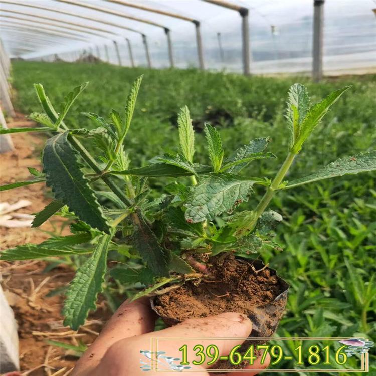 山东青州矮化马鞭草小苗 耐旱耐热开花不断 桑托斯马鞭草