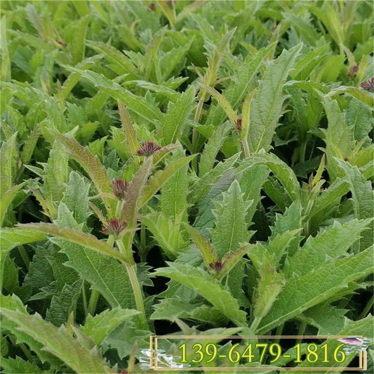 柳叶马鞭草小苗 耐寒花卉桑托斯马鞭草绿化苗 花期5-11月