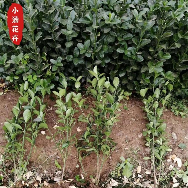 优质大叶黄杨种植户  多分支优质冬青价格