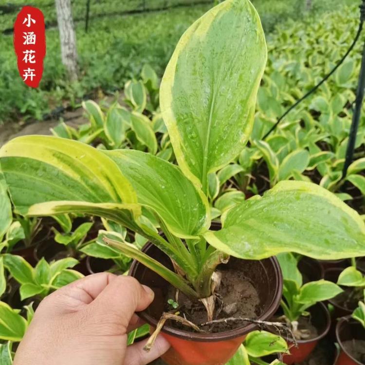 金边玉簪价格 小涵花卉花叶玉簪 白玉簪价格