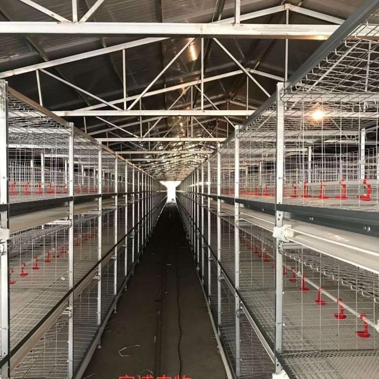鸡笼   鸭笼 自动喂养设备   H型框架鸡笼     肉鸡笼  养鸭 养鸡设备