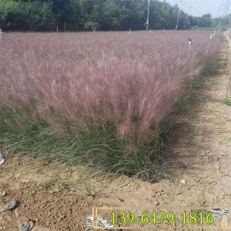 粉黛乱子草批发价格 抖音同款网红草观赏草 耐旱耐贫瘠毛芒乱子草