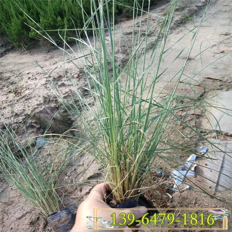 粉黛乱子草种植基地 粉色花海观赏草 粉黛乱子草开花照片