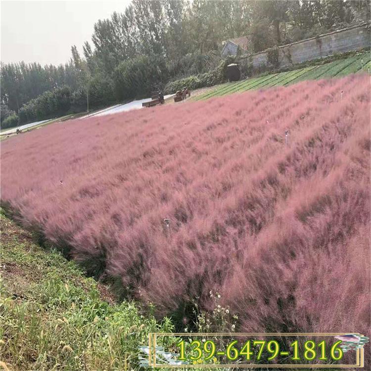 粉黛乱子草当年新种子 粉黛乱子草盆苗 彩诺园艺观赏草