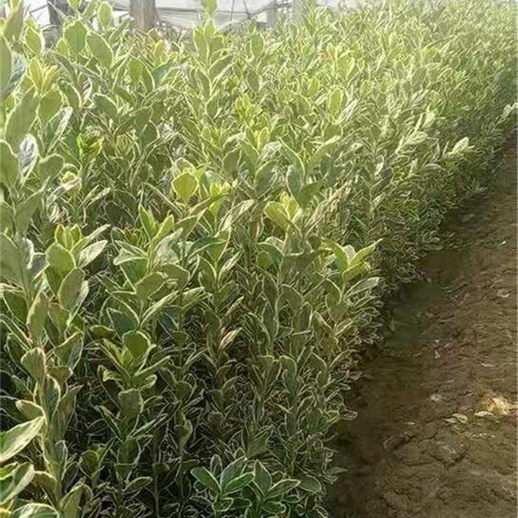 篱笆大叶黄杨 出售好苗  量大从优