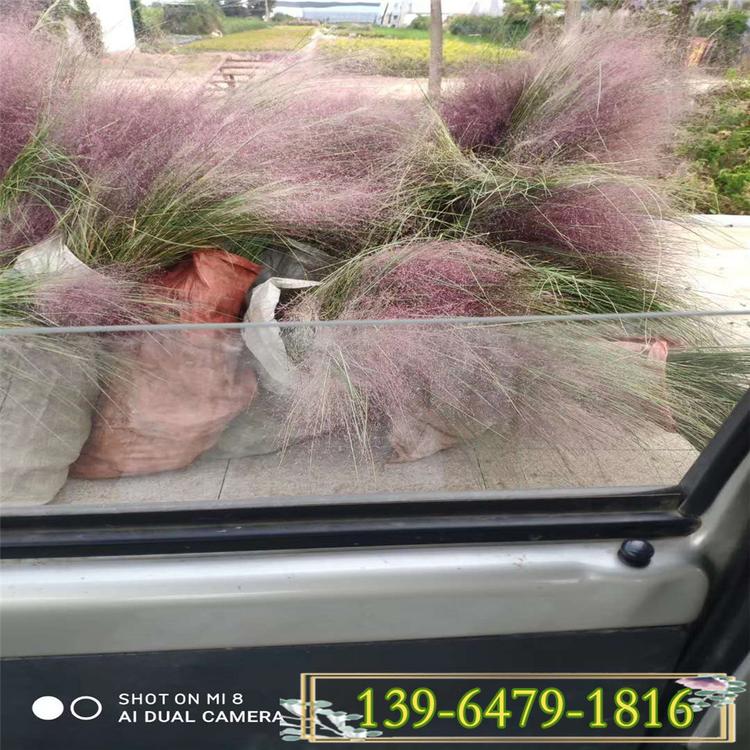 粉黛乱子草黑皮桶苗价格 耐盐碱毛芒乱子草花期8-11月