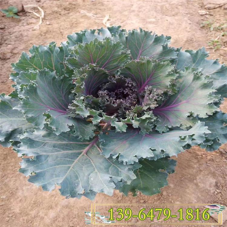 不怕冻的花卉 羽衣甘蓝批发价格 青州彩诺园艺羽衣甘蓝基地