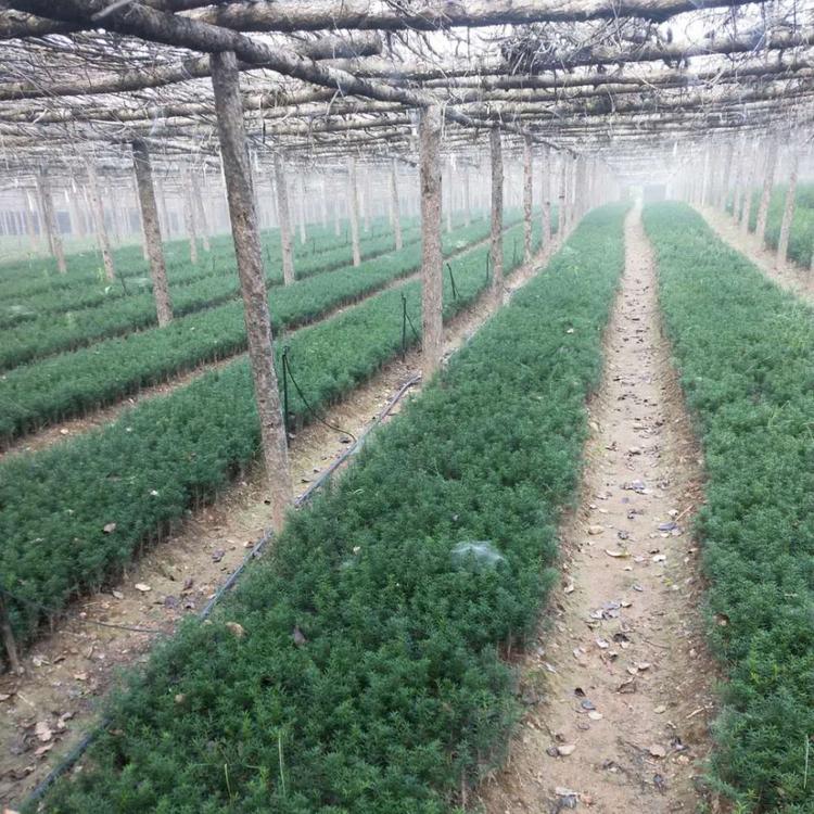 花楸苗 百花花楸苗 百花花楸小苗 基地直销 现起现卖