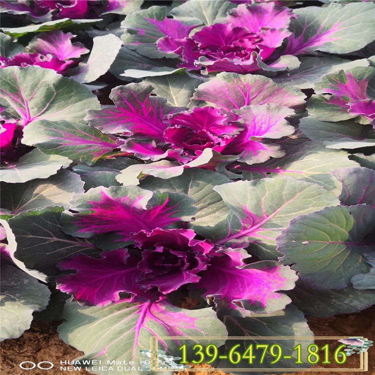 供应羽衣甘蓝 冬季花坛造型羽衣甘蓝 彩色植物羽衣甘蓝优点