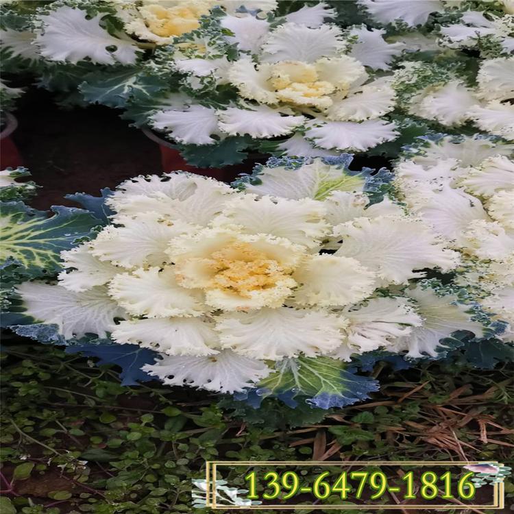 抗寒甘兰苗生长快 紫包菜苗直销 白色羽衣甘蓝图片