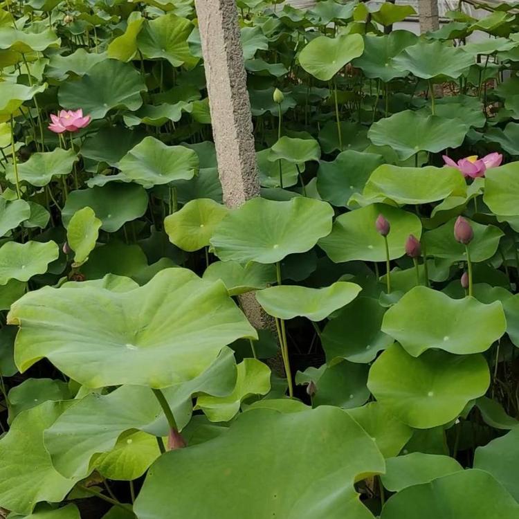 大盆荷花 俊红花卉苗木 荷花苗价格 青州水生草本植物批发商