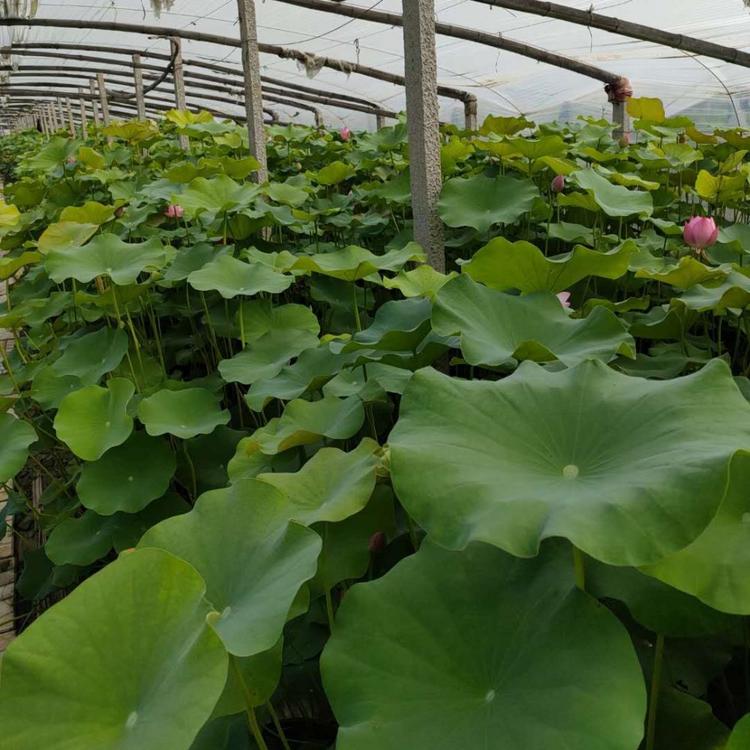 大盆荷花 苗圃批发 荷花苗价格 青州水生草本植物批发商