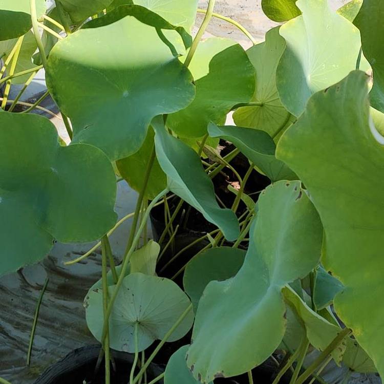 青州荷花培育  开花荷花 荷花小苗培育 俊红花卉苗木