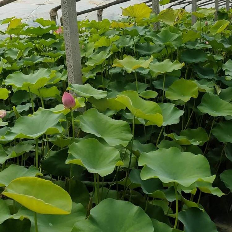 开花荷花 苗圃批发 荷花种植基地 山东水生植物基地