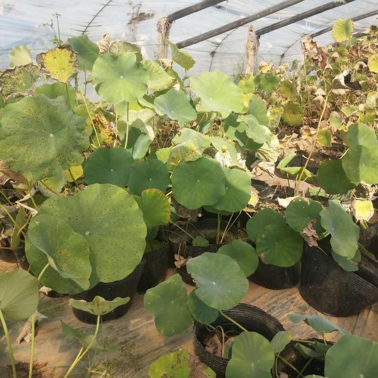 青州荷花培育 荷花苗圃批发  荷花供应商