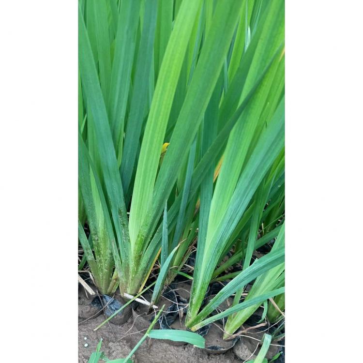 山东黄菖蒲幼苗  黄菖蒲幼苗批发商  价格从优