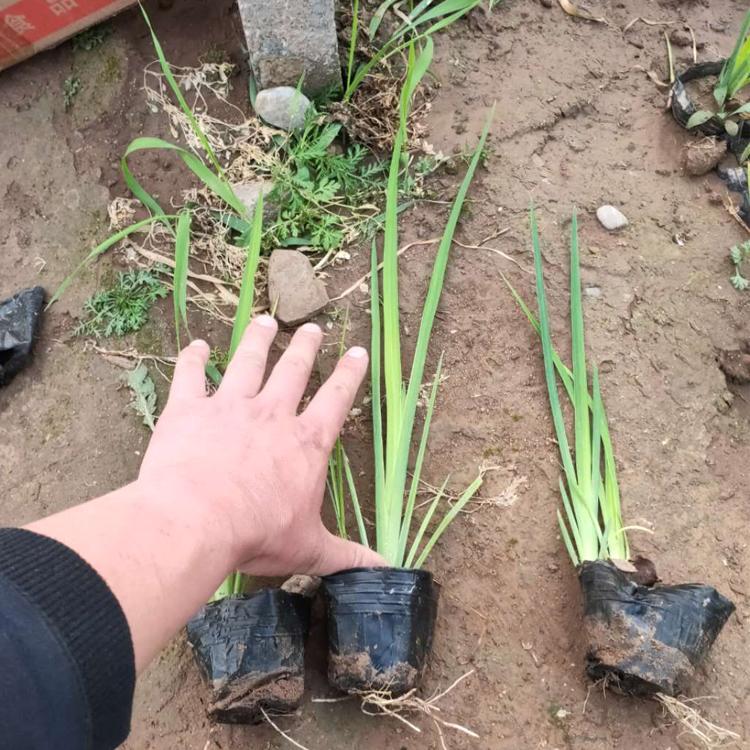 山东黄菖蒲幼苗 销售好苗 黄菖蒲幼苗供货商
