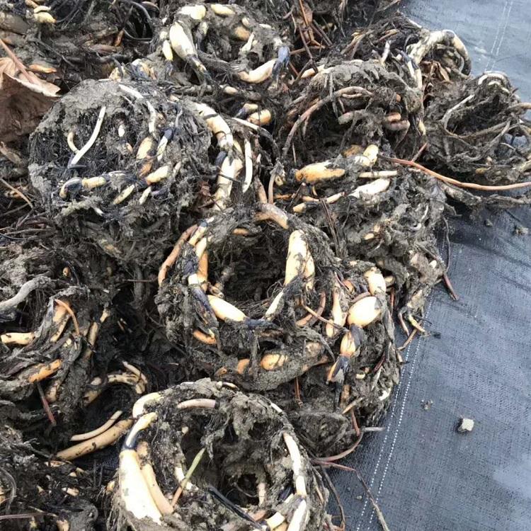 耐寒荷花种植  盆栽荷花苗  荷花莲藕苗报价