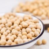 2020年大豆种子  阳光嘉里 厂家直销 大豆种子郑1307新品种高蛋白大豆颗粒饱满销量过百