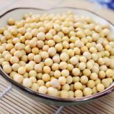 大豆种子 新品优质蛋白大豆  价格优惠 精挑细选 颗粒饱满