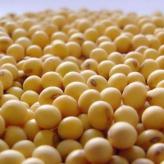 大豆种子郑1307   厂家直销批发高蛋白大豆 价格合理