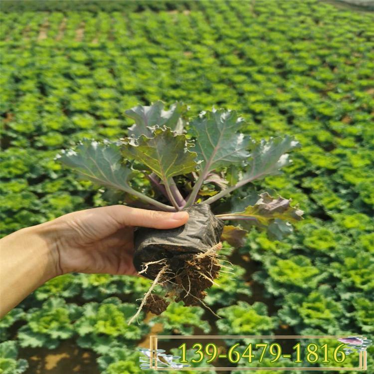 彩色植物羽衣甘蓝  白色羽衣甘蓝花苗  冬季花卉彩诺园艺