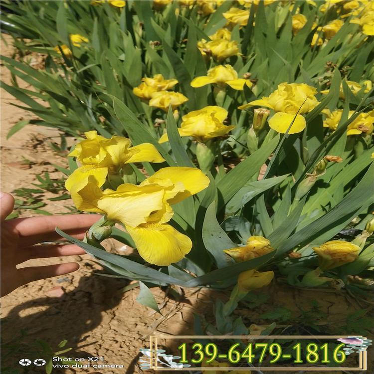绿化水生花卉图片 黄菖蒲花期  黄花鸢尾水生植物彩诺园艺