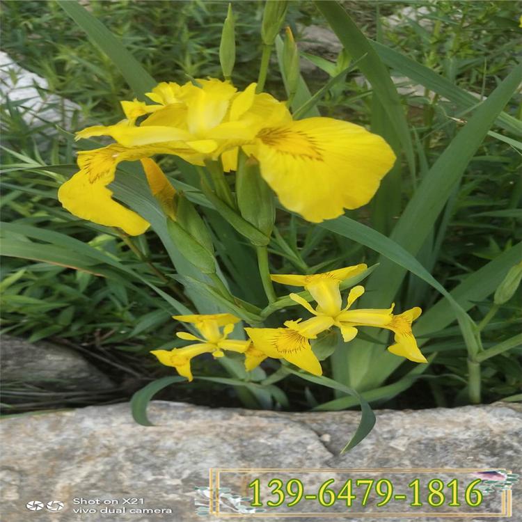 销售德国鸢尾花 蓝花鸢尾基地 黄花老鸢尾临水植物