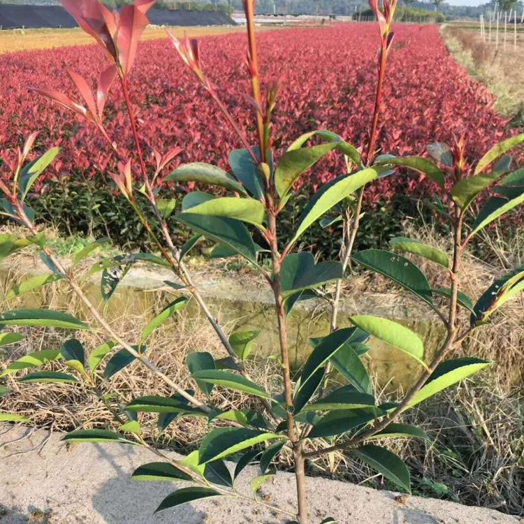 龙柏批发基地  小龙柏质优价良