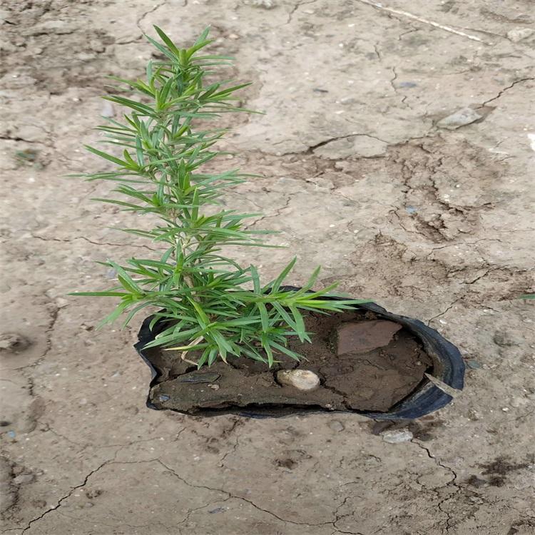 福禄考供应 山东福禄考基地