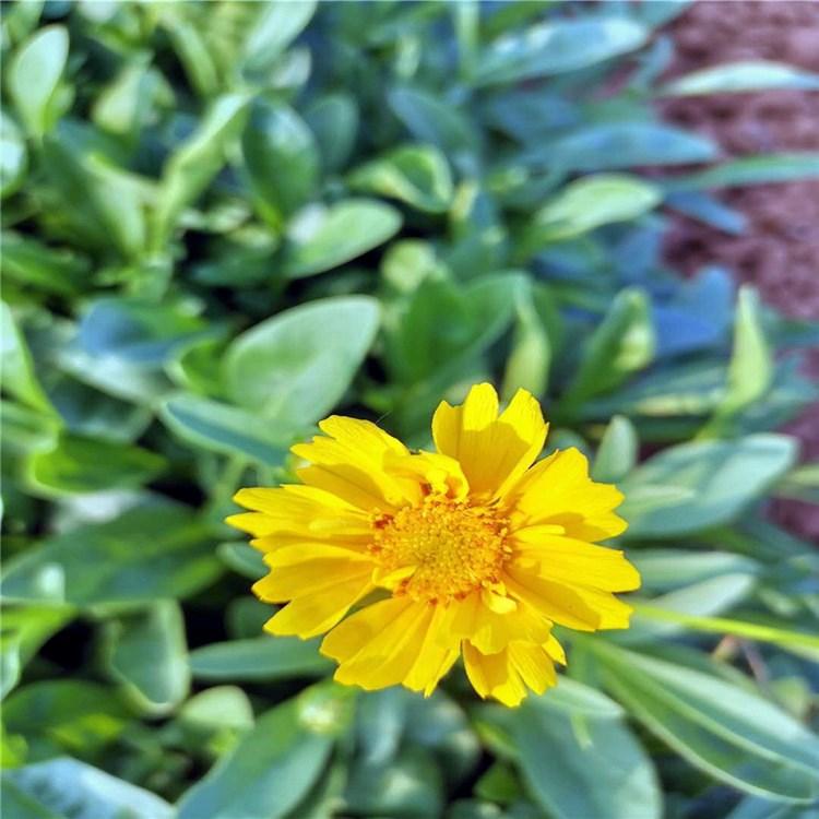 金鸡菊价格 【启景花卉】金鸡菊现货 山东金鸡菊行情