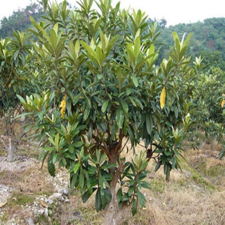 枇杷树价格 枇杷树 枇杷果树