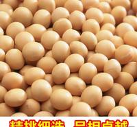 阳光嘉里 热销郑1307高蛋白优质大豆 颗粒饱满 大豆原粮  厂家直销