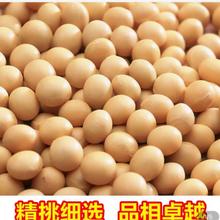 阳光嘉里 热销郑1307高蛋白优质大豆 颗粒饱满 大豆原粮  厂家直销