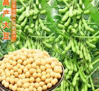 阳光嘉里 热销郑1307高蛋白优质大豆 大豆原粮  厂家直销 精挑细选优质大豆