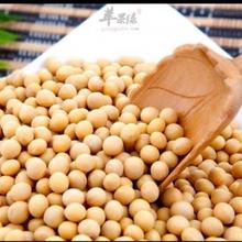 河南大豆   高产黄豆 精挑细选大豆 颗粒饱满 价格合理
